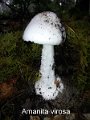 Amanita virosa-amf239
